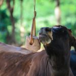 A cow is licking lick salt off the ground.