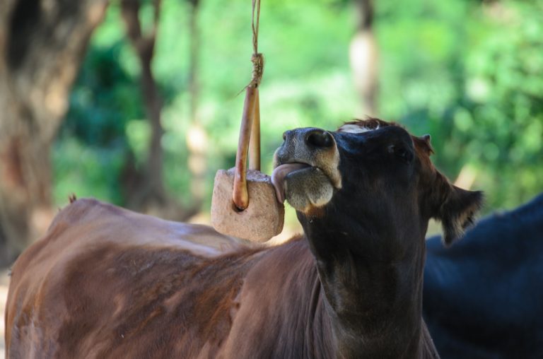 A cow is licking lick salt off the ground.